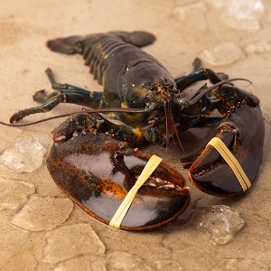 Live Lobster 살아있는 활 랍스터 1.7 ~ 1.8kg