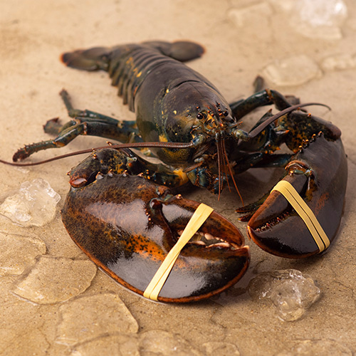 Live Lobster 살아있는 활 랍스터 900g ~ 1kg
